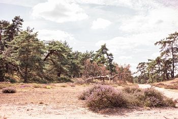 Ongerepte natuur in Nederland