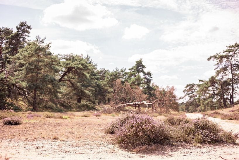 Unspoilt nature in the Netherlands by Lynn Haverhals