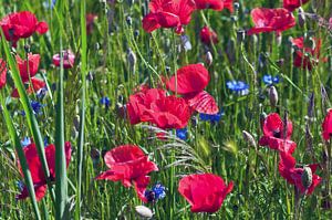Champ de coquelicots rouges avec des bleuets bleus