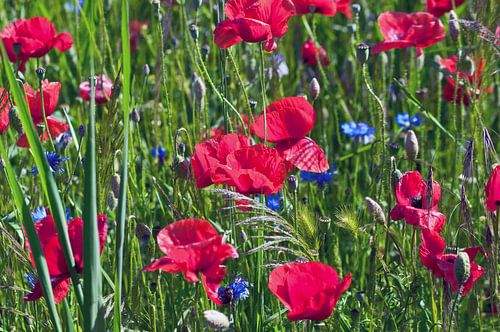 Rood klaprozenveld met blauwe korenbloemen