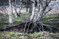 Berkenbomen 