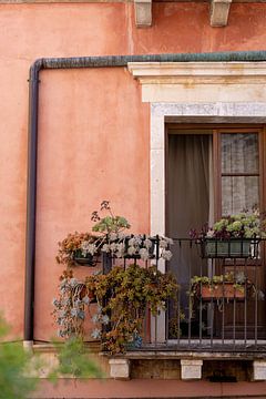 Mediterraner Balkon mit rosa Wand und verschiedenen Sukkulenten von Elyse Madlener