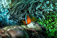 Clown fish in anemone