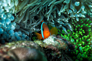 Clown fish in anemone