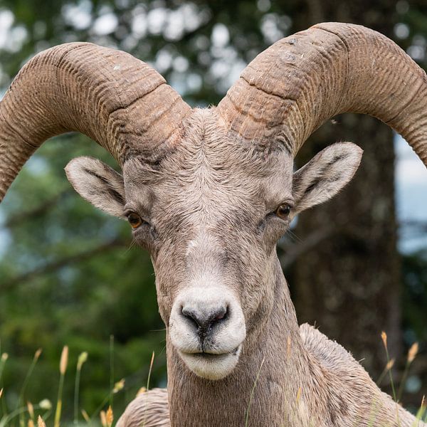 Dickhornschaf (Ovis canadensis), Kootenay National Park, British Columbia, Kanada von Alexander Ludwig