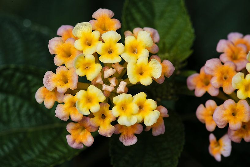 Bunte Blütenpracht in einem tropischen Garten von Frank Photos