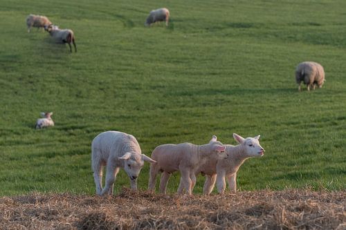 Lammetjes