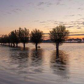 Kopfweiden im Wasser von KB Design & Photography (Karen Brouwer)