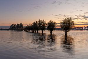 Saules têtards dans l'eau