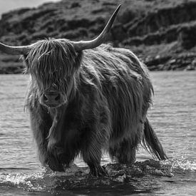schottischen Hochlandrindern von Irene Dijkxhoorn