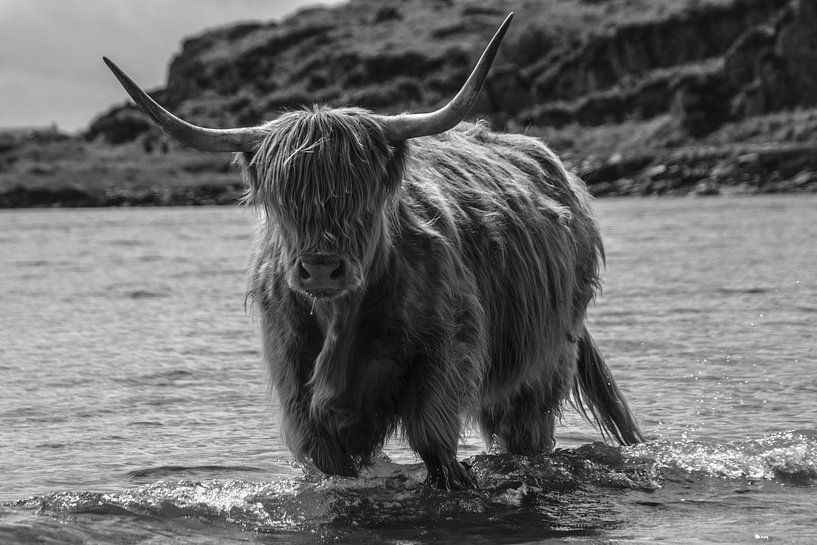 Highland Cow  by Irene Dijkxhoorn