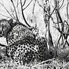 Cheetah with probing gaze by Romy Oomen