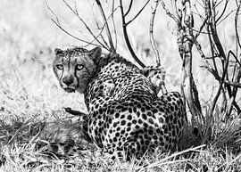 Gepard mit prüfendem Blick von Romy Oomen
