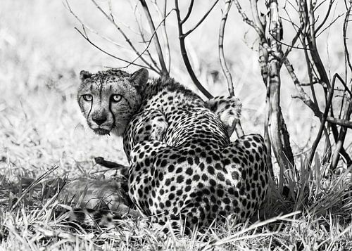 Jachtluipaard met indringende blik