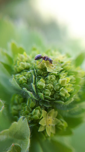 Puur natuur