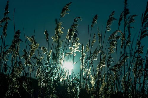 Sunlight through Reed Plumes