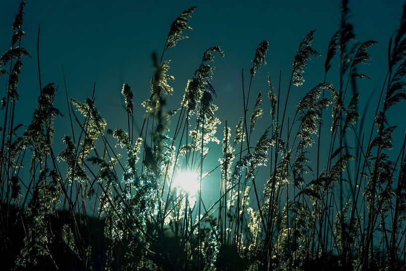 Sunlight through Reed Plumes by Ton Wever