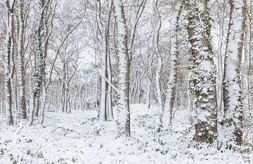 De Strubben-Kniphorstbosch - Schipborg - Drenthe (Pays-Bas)