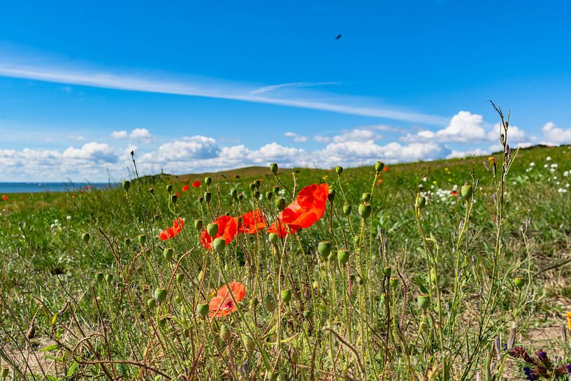 roter Klatschmohn und Wiesenblumen, Groß Zicker,  Rügen von GH Foto & Artdesign