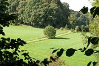 Doorkijkje bos