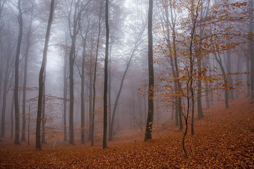 Foggy Woods van Philippe Velghe