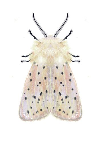 Papillon blanc sur fond blanc