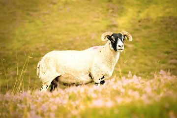 Schottland Scottish Blackface Sheep von Bianca  Hinnen