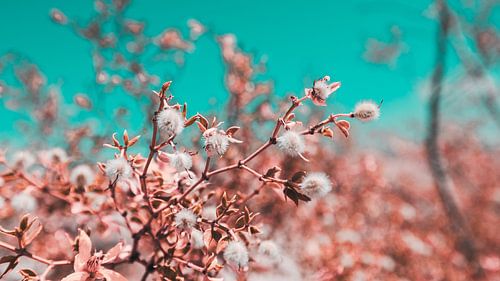 Woestijn Bloemen Foto Canvas – Kleurrijke Natuurfotografie Wanddecoratie 01