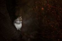 Eichhörnchen