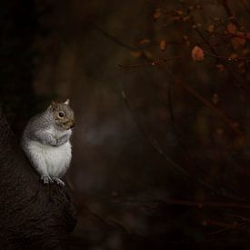 squirrel by sarah zentjens