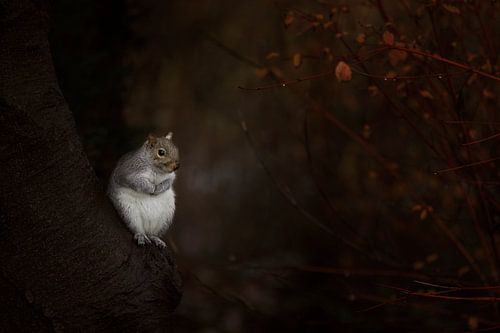 squirrel