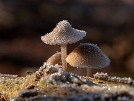 Mushrooms in winter with hoarfrost