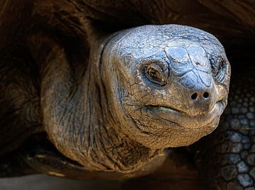 Portret van een schildpad van ManfredFotos