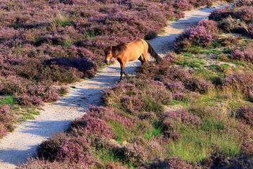 Paard op de bloeiende Posbank heide van Bobsphotography