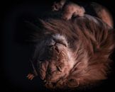 Slapende leeuw van Awesome Wonder thumbnail
