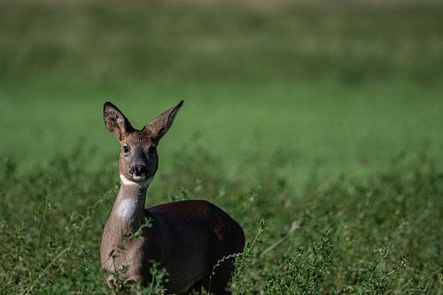 Der Blick der Wildnis von JoachimD.Kruse-Photography