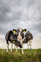 Curious Calves