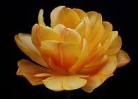 Tulpen Weelde 01