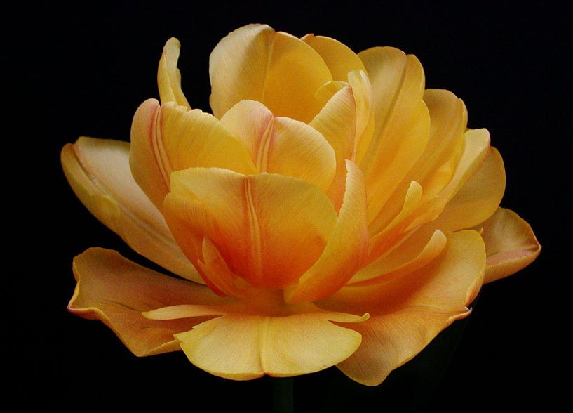 Tulpen Weelde 01 by Aart Disselen