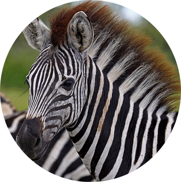 Jonge zebra - Wilde dieren in Afrika van W. Woyke
