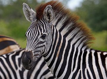 Young Zebra - Africa wildlife by W. Woyke