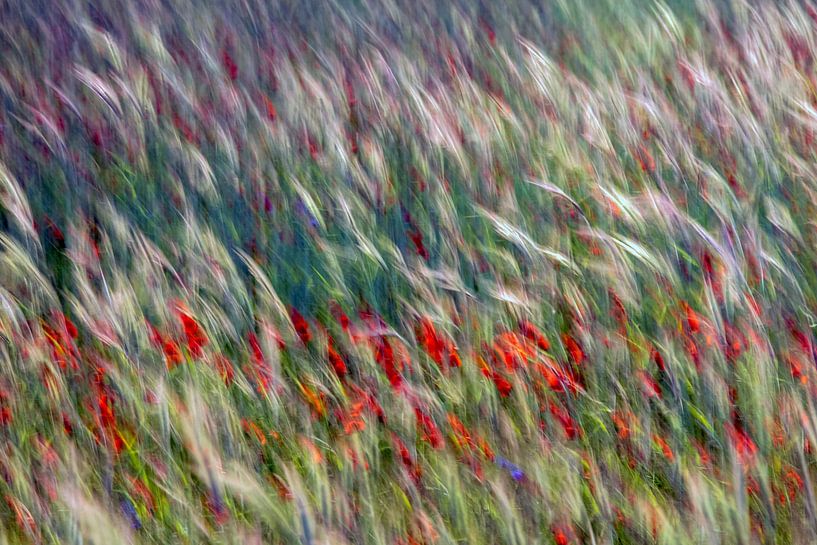 poppies in the cornfield by Jannie Looge