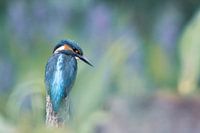 IJsvogel aan het vissen