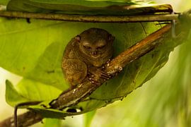 The Miniature Hunter: A Focused Philippine Phantom Beast by Sebastian Stef
