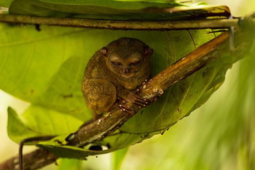 The Miniature Hunter: A Focused Philippine Phantom Beast