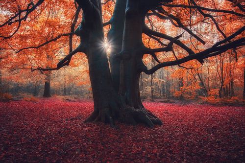 Le soleil à travers le vieil arbre