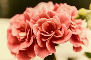 geranium in retro stijl von anne droogsma