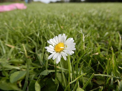 Madeliefje in het grasveld