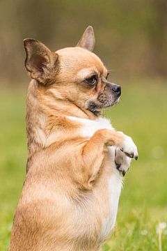 Chihuahua, der Bittsteller van Jürgen Döring