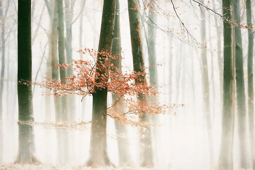 Last One by Lars van de Goor